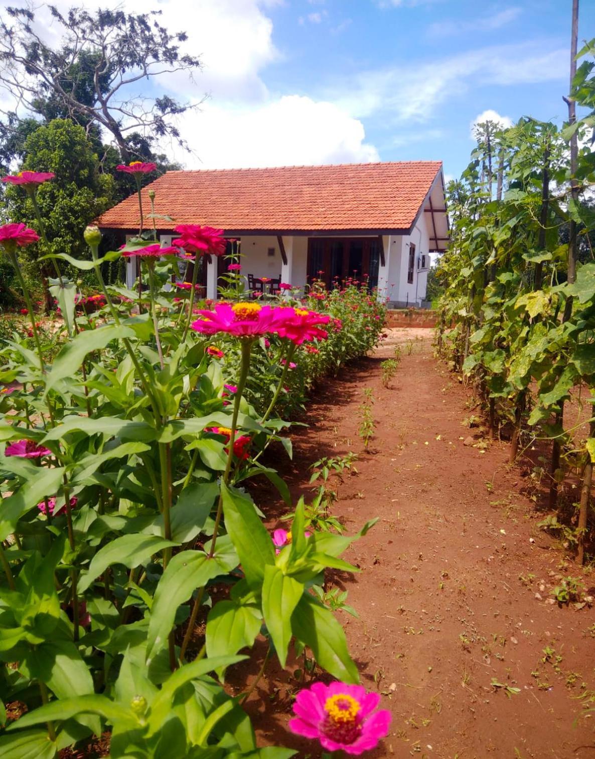 Moni Farm House Wilpattu Nochchiyagama Esterno foto