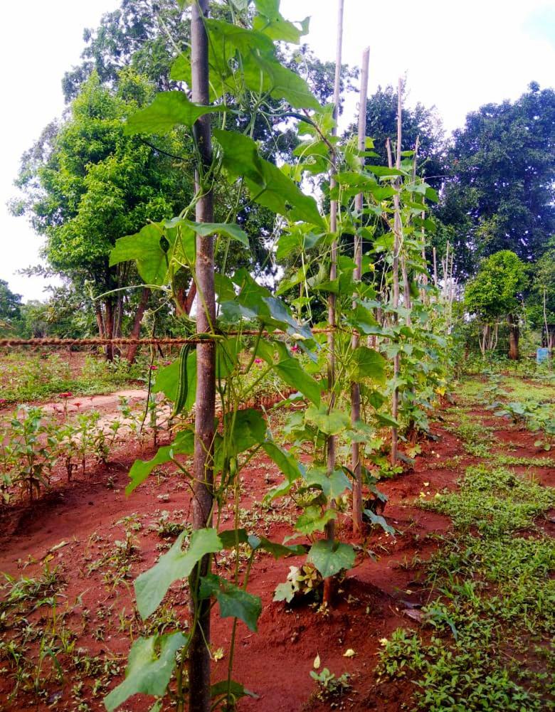 Moni Farm House Wilpattu Nochchiyagama Esterno foto