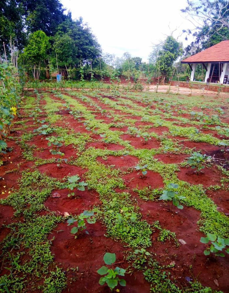 Moni Farm House Wilpattu Nochchiyagama Esterno foto
