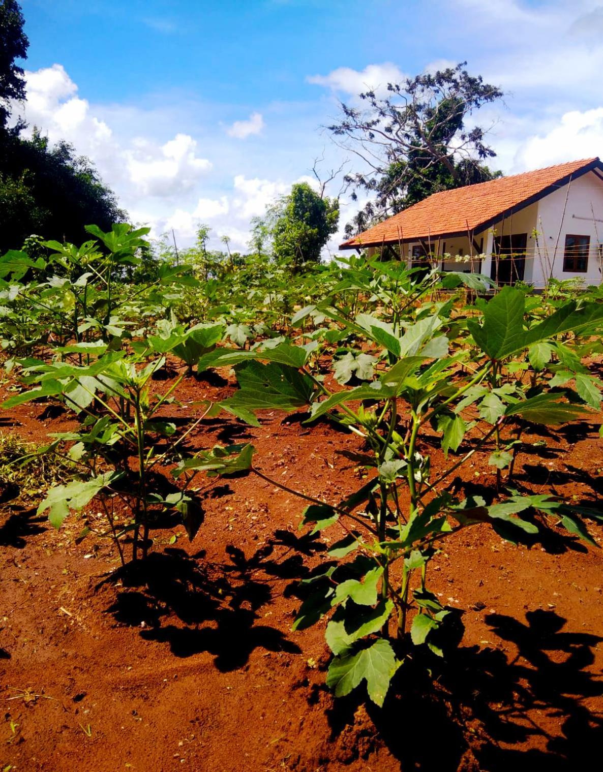 Moni Farm House Wilpattu Nochchiyagama Esterno foto