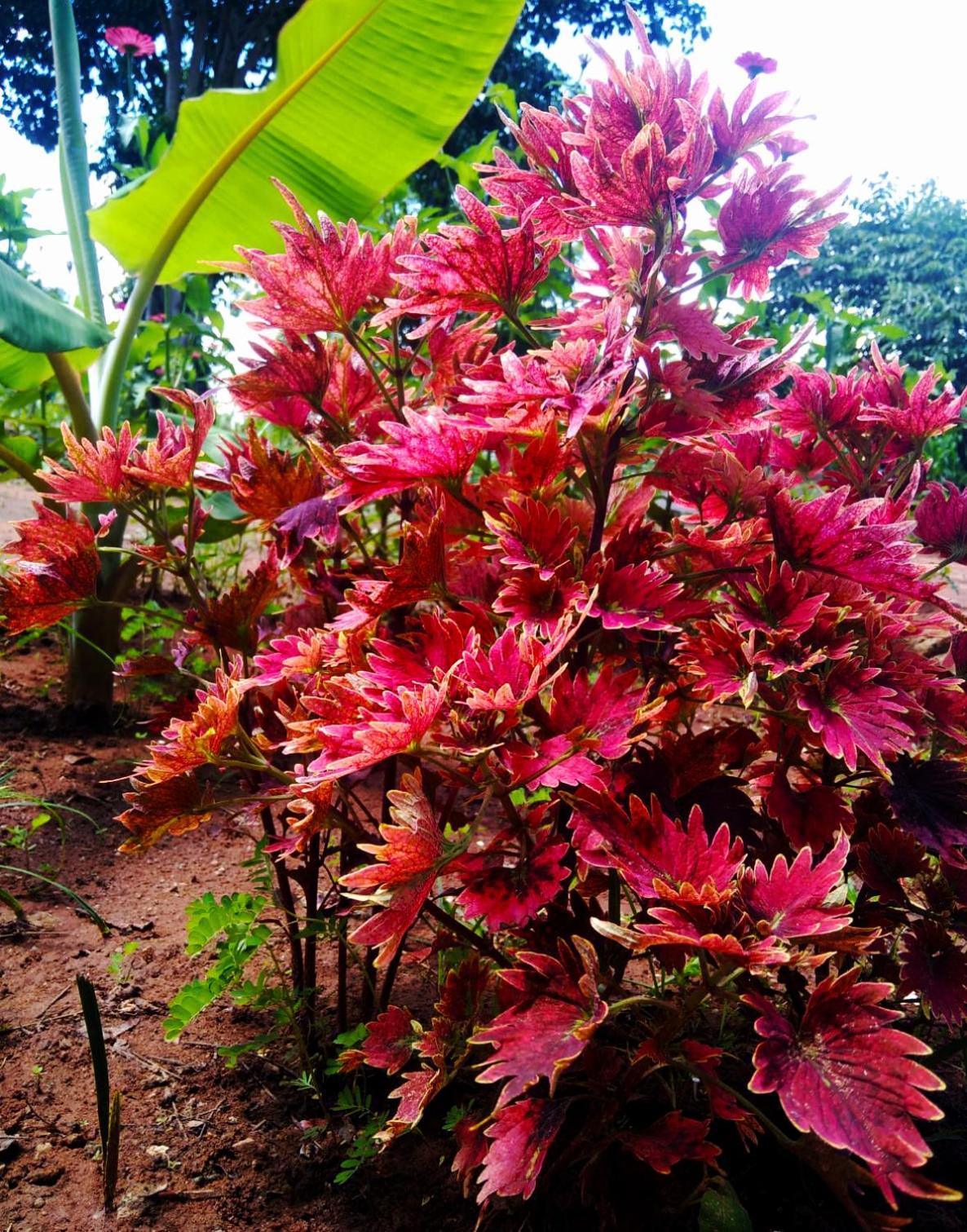 Moni Farm House Wilpattu Nochchiyagama Esterno foto
