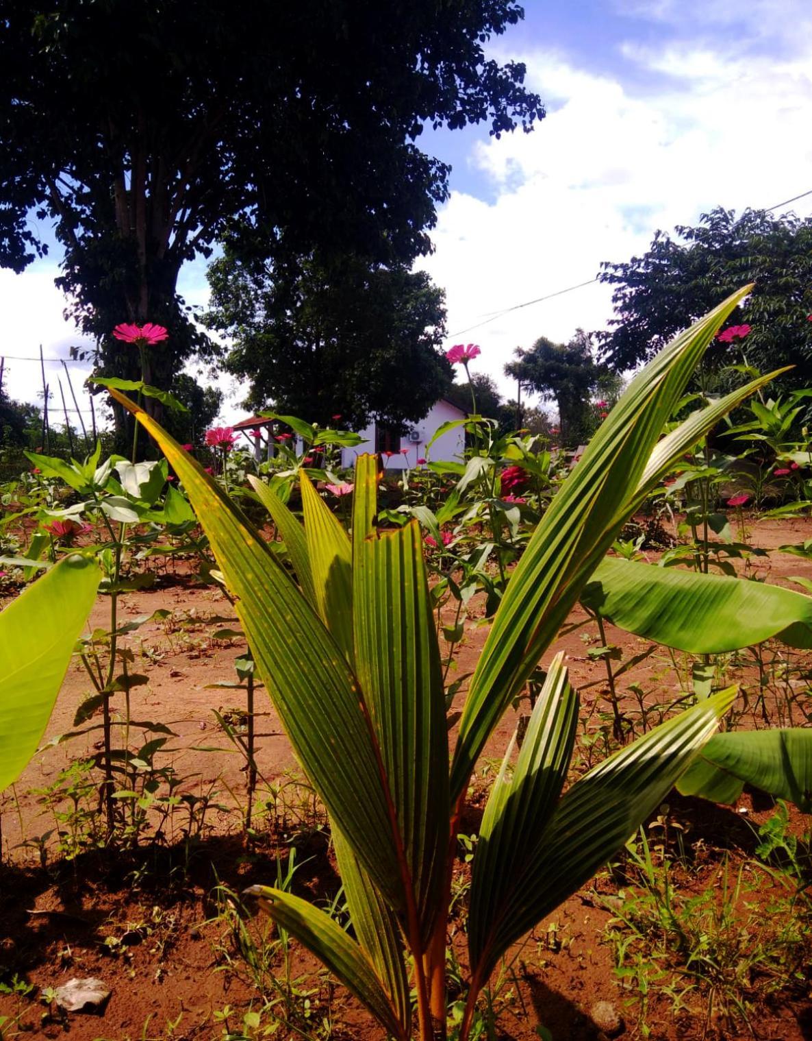 Moni Farm House Wilpattu Nochchiyagama Esterno foto